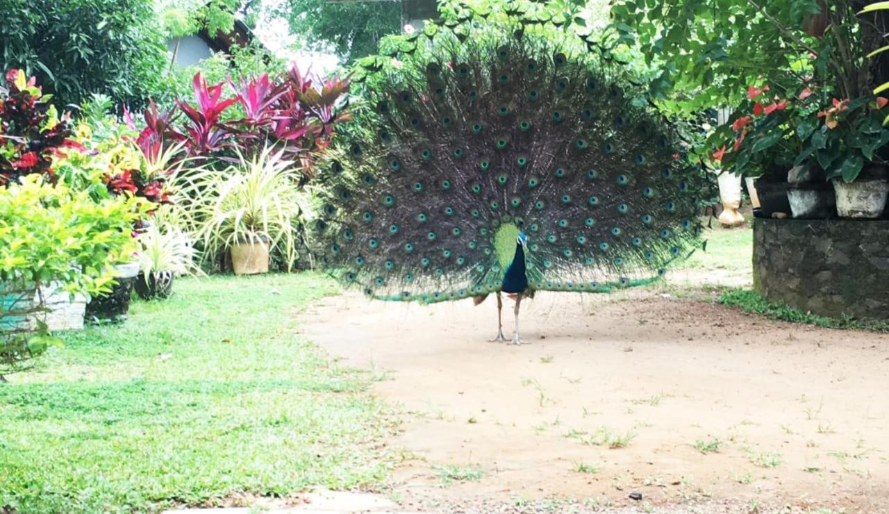 Bird House Homestays Tangalle Exterior photo